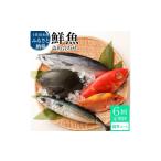 旬の鮮魚等 <6回定期便>