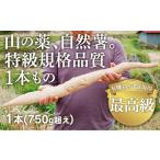 人参 大根 他根菜 D173 ミライエfarm特級規格品質1本もの75…