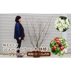 苗木 特大サイズ ジューンベリーの木 鉢植え