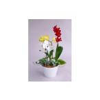 花 百花繚乱 洋ラン寄せ植え ランミックス6号