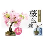 花 苗木 盆栽 桜盆栽 1986