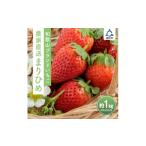 ふるさと納税 いちご 和歌山県 御坊市 まりひめ4パック入り1kg「和歌山ブランドいちご」農家直送《先行予約》 配送不可地域:北海道・青森・秋田・岩手・沖縄