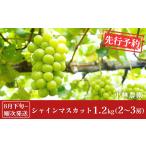 ふるさと納税 ぶどう マスカット 新潟県 三条市 先行予約 シャインマスカット 約1.2kg 8月下旬から発送予定 令和7年度 新潟県 三条市産 ぶどう 小林農園 013P0…