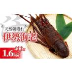 エビ 伊勢エビ 中 伊勢海老 1.6kg