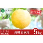 ふるさと納税 梨 新潟県 三条市 先行予約 和梨 新興 自家用 約5kg 11月上旬から発送予定 令和7年度 新潟県産 梨 三条果樹専門家集団 010P066
