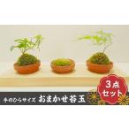 花 苗木 盆栽 44-01 室内のinsta映え