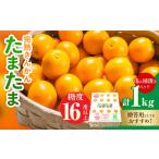 みかん 柑橘類 糖度16度以上 完熟 きんかん