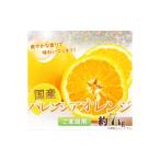 みかん 柑橘類 オレンジ 希少な バレンシアオレンジ 7kg