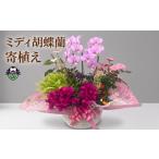 花 ミディ胡蝶蘭 寄植え 鉢植え コチョウラン