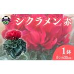 花 高級 シクラメン 鉢植え 赤 系 5号 冬 クリスマス