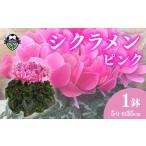 花 高級 シクラメン 鉢植え ピンク 系 5号 冬