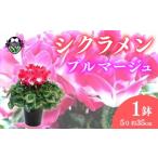 花 シクラメン 鉢植え 複色 プルマージュ 5号