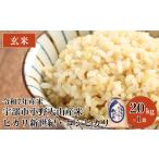 ふるさと納税 玄米 山口県 宇部市 令和7年産米 宇部市小野 大山産米 玄米20kg 玄米 20kg 米 20キロ 精米 お米 こめ ヒカリ新世紀 コシヒカリ 湧水 大山米 ご飯…