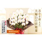 花 苗木 キング 胡蝶蘭 白大輪 3本立ち 木札付
