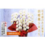 花 苗木 白大輪 胡蝶蘭 5本立ち 木札付 大輪