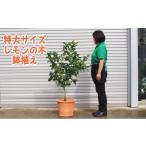 苗木 特大サイズ レモンの木鉢植え テラコッタ鉢