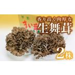 野菜類 きのこ 琴引舞茸まるごと2株 約400g×2株