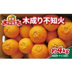 不知火 デコポン と同品種 木成り 4kg