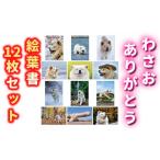 キャラクター わさお ありがとう 絵葉書12枚セット