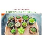 花 苗木 多肉植物 ハオルチア 3種セット mi0034-0002