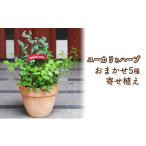 花 苗木 ユーカリとハーブ5種 寄せ植え テラコッタ鉢
