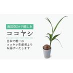 花 苗木 ココヤシ 観葉植物 はざま園芸 AND004