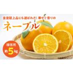 みかん 柑橘類 福島オレンジ農園 減農薬栽培