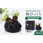 インテリア 火山のミニ観葉植物 松びっくり