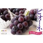ふるさと納税 ぶどう 福岡県 うきは市 先行予約 中村柿ぶどう園 ピオーネ 3房から5房 (約2kg) 2025年7月上旬から8月下旬 出荷予定