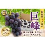 ショッピングふるさと納税 先行予約 ふるさと納税 ぶどう 巨峰 福岡県 うきは市  先行予約 道の駅うきは 巨峰 5房から9房 (約3kg) 2026年8月下旬から9月上旬 出荷予定