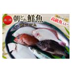 旬の鮮魚等 鮮魚 詰め合わせ 朝どれ鮮魚BOX