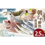 旬の鮮魚等 12ヶ月定期便 大和海商の朝どれ鮮魚直送便 2.5kg