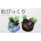 花 苗木 ミニ観賞用植物 いぶすき松びっくり2個