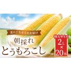 とうもろこし 朝採れとうもろこし 20本セット 2L