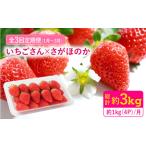 いちご 全3回定期便 さがほのか いちごさん