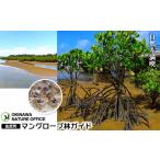 入場券 優待券 自然を満喫 マングローブ林ガイド