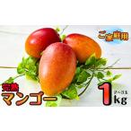 ショッピングふるさと納税 マンゴー ふるさと納税 マンゴー 宮崎県 西都市 杉田農園 訳あり 西都市産 ご家庭用完熟マンゴー（２玉〜3玉） 生産者直送 1.3-25 先行予約 2026年発送 宮崎マンゴー 果…
