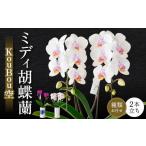 胡蝶蘭 ミディ胡蝶蘭 KouBou 空 2本立ち