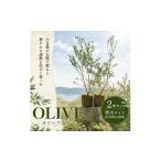 地域のお礼の品 オリーブ 苗木 2本