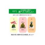 地域のお礼の品 天然苔専門店 弥栄苔 縁起物苔玉