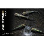 生き物 メダカ 松井ヒレ長 緑光 4匹セット
