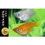 生き物 メダカ ダルマメダカ ミックス5匹セット