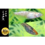 生き物 メダカ ミックス10匹セット めだか