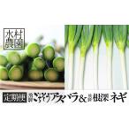 野菜類 アスパラガス アスパラ&ネギ4回定期便