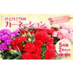 花 カーネーション 5号鉢 2色セット 母の日