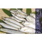 旬の鮮魚等 単月お届け 大和海商の朝どれ鮮魚小魚パック2.4…