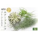花 苗木 南紀グリーンハウスのエアープランツプレミアムBOX