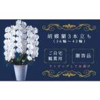 花 T05501 喜びのおひざもと 胡蝶蘭