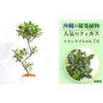 沖縄の観葉植物 フィカス・フランスゴムの木（7号・角鉢）