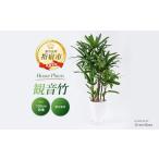 花 苗木 観葉植物 観音竹8号鉢 Green